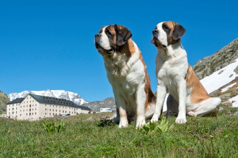 Dangerous Dogs Saint Bernard