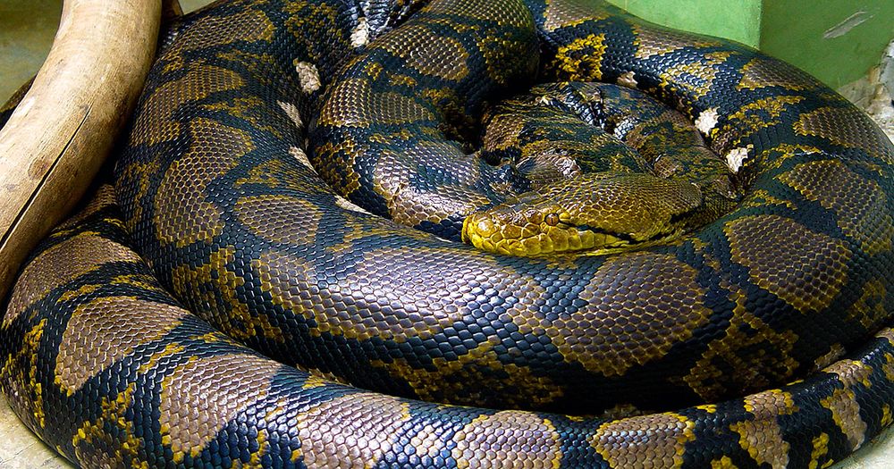 Reticulated Python