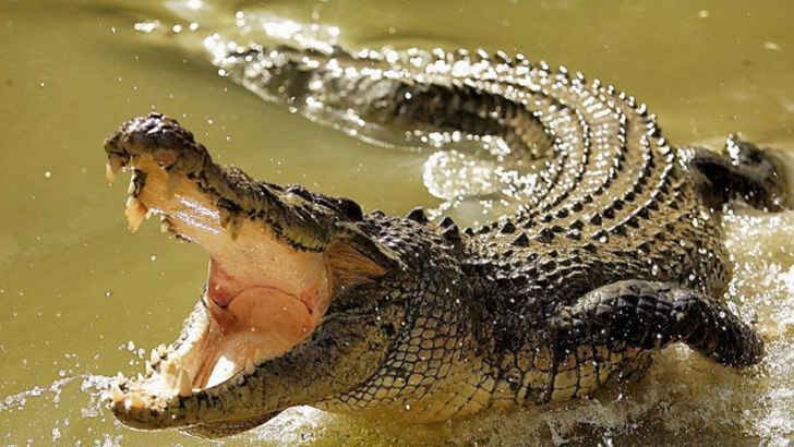 Saltwater Crocodile