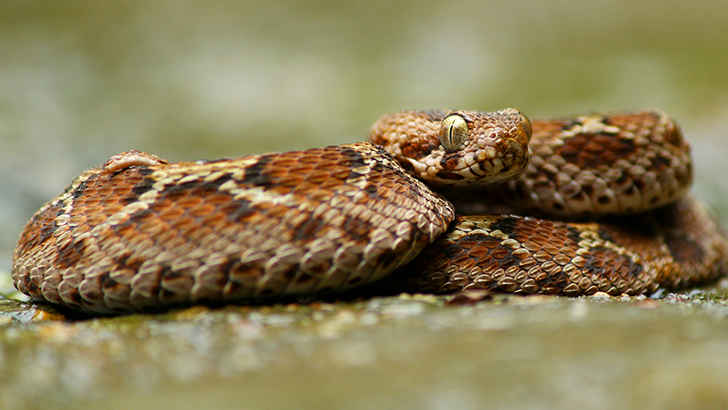 Saw Scaled Viper