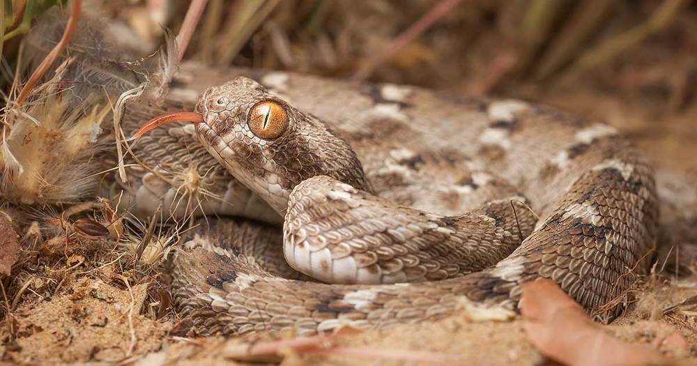 Saw-Scaled Viper