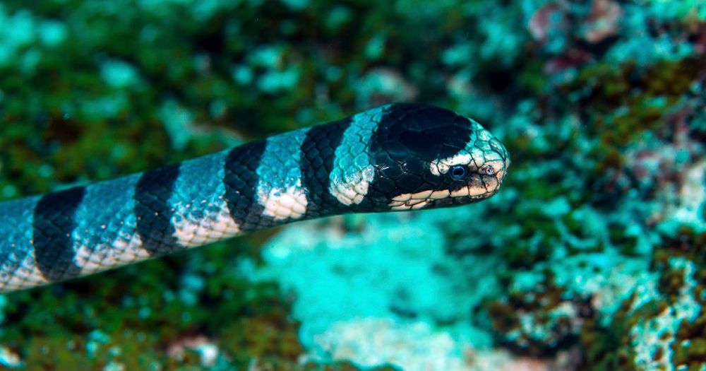 Sea Snake