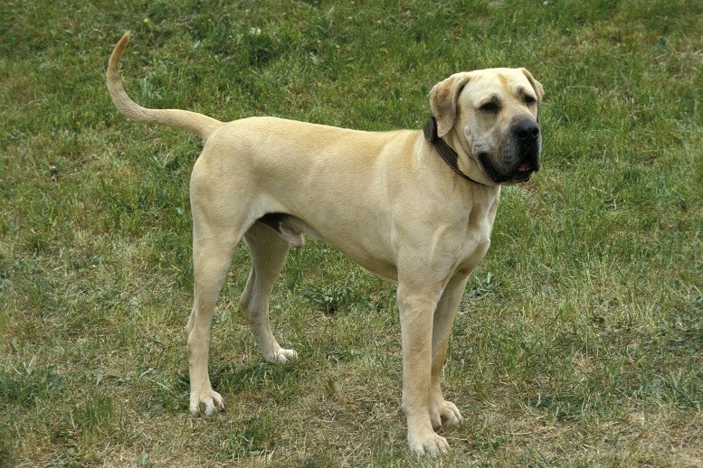 Dangerous Breed Fila Brasileiro