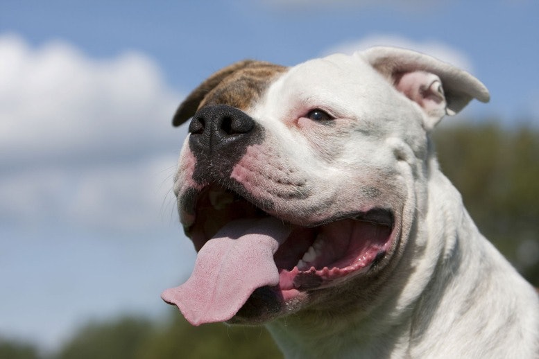 American Bulldog Dangerous Breed