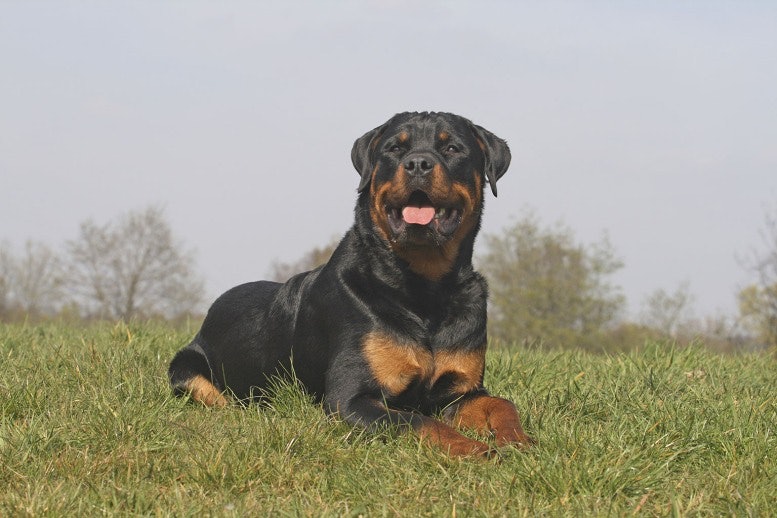 Rottweiler Dangerous Dog Breed