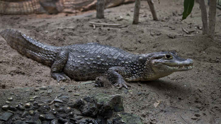 Spectacled Caiman