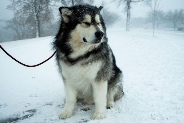 Alaskan Malamute Dangerous Breed