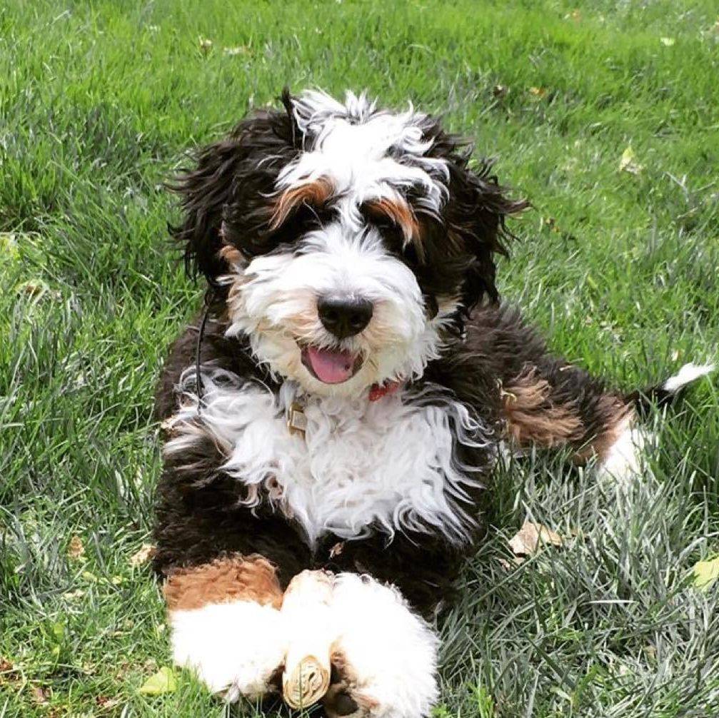 Sugarberry Bernedoodles in Arizona _ Find your Bernedoodle Puppy _ Good Dog