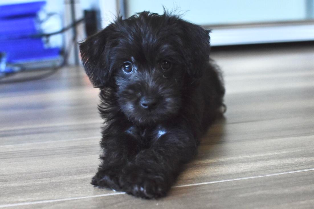 The Black Schnoodle Halloumi sitting on a hardwood floor