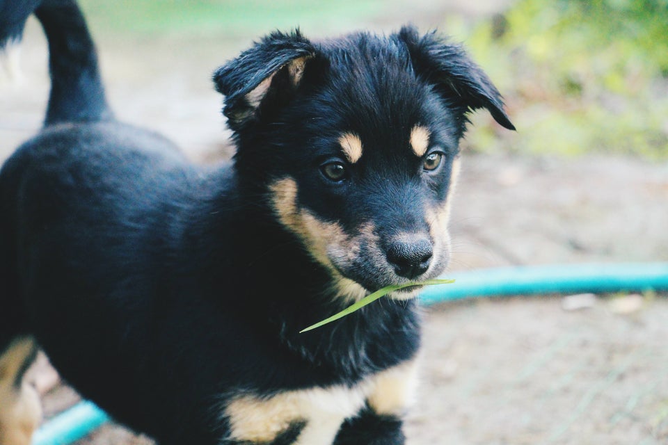 The Gerberian Shepsky puppy Leia