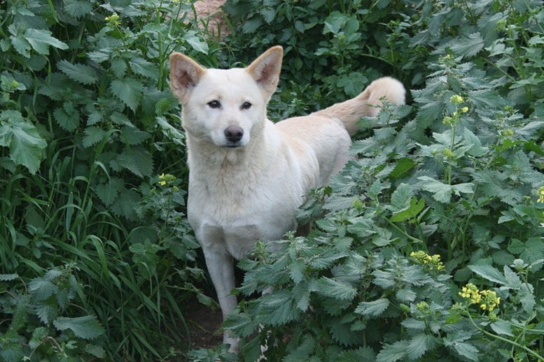 Canaan Dog Dog Dangerous