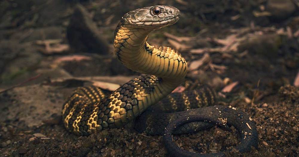 Tiger Snake