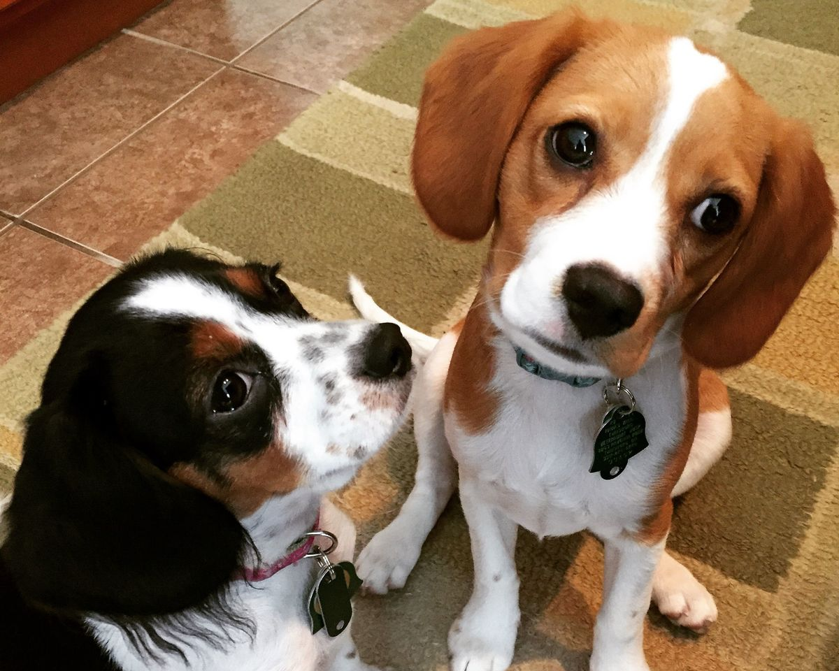 Two Beagle and Cavalier King Charles Spaniel mixes