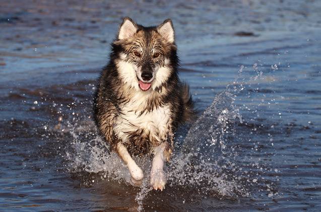 The Utonagan Was Bred To Look Like A Wolf