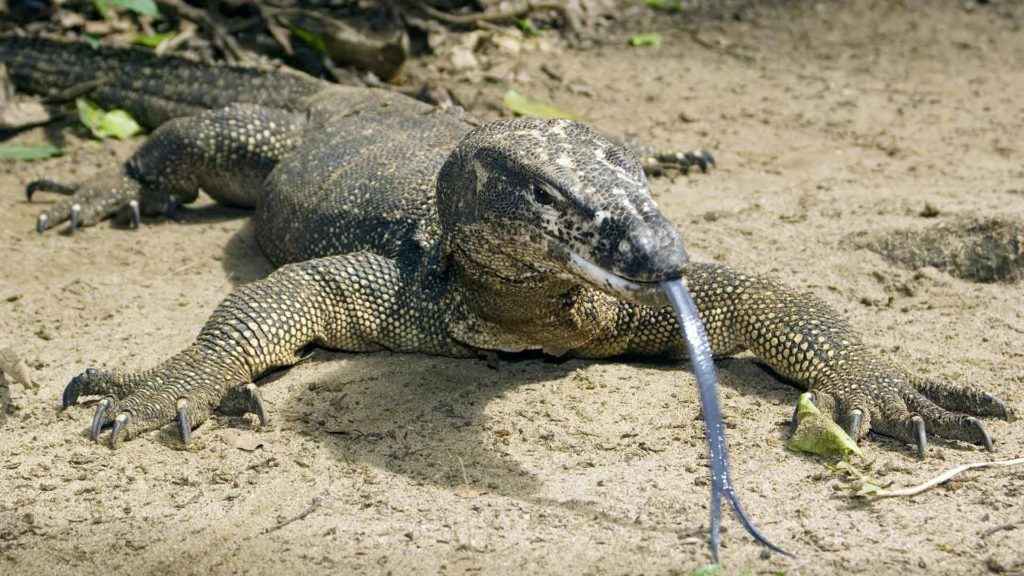 Water Monitor