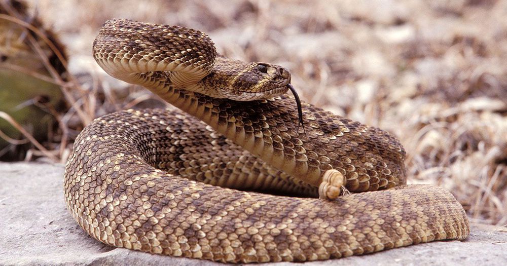 Western Diamondback Rattlesnake