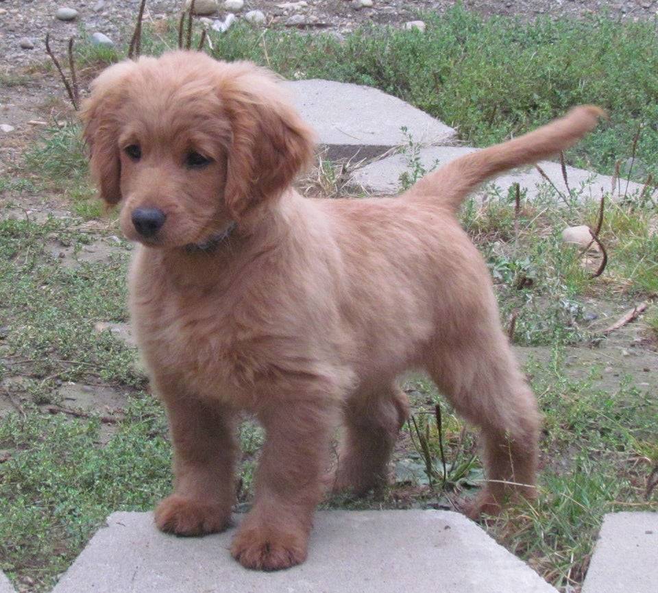 golden-cocker-retriever