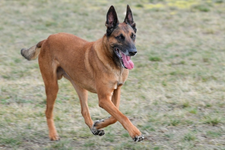 Dangerous Dog Belgian Malinois