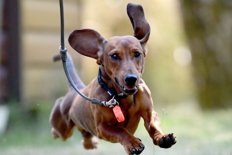 Dangerous Dog Breed Daschund