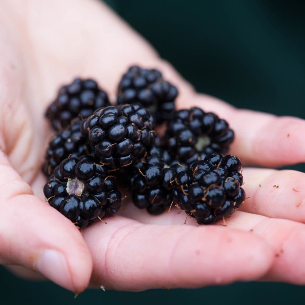 Blackberries