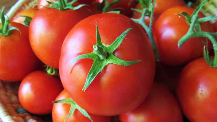 Tomatoes